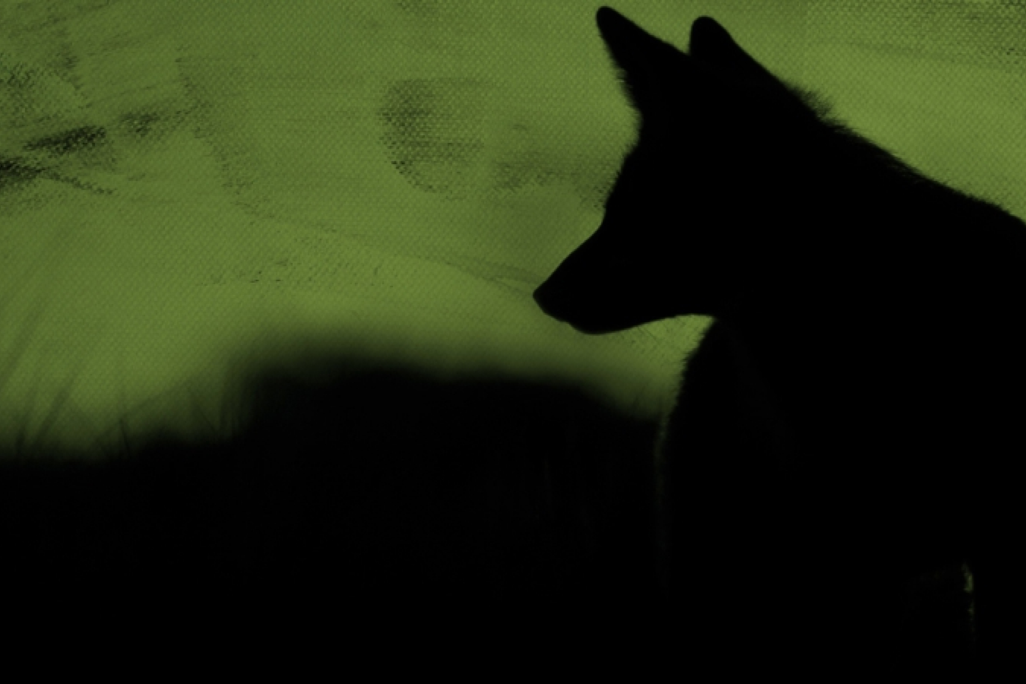 Fox Silouhette on a dark green oil canvas